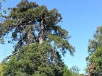 Duncans Mills Camping Club